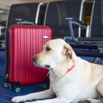 dog-with-suitcase-in-airport-GettyImages-991391006-MLedit